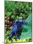 Blue Poison Frog, Native to Surinam-David Northcott-Mounted Photographic Print