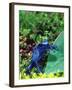 Blue Poison Frog, Native to Surinam-David Northcott-Framed Photographic Print