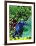 Blue Poison Frog, Native to Surinam-David Northcott-Framed Photographic Print