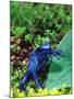 Blue Poison Frog, Native to Surinam-David Northcott-Mounted Photographic Print