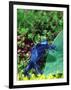 Blue Poison Frog, Native to Surinam-David Northcott-Framed Photographic Print