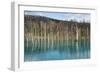 Blue Pond (Aoi Ike), Daisetsuzan National Park, UNESCO World Heritage Site, Hokkaido, Japan, Asia-Michael Runkel-Framed Photographic Print