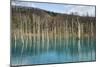 Blue Pond (Aoi Ike), Daisetsuzan National Park, UNESCO World Heritage Site, Hokkaido, Japan, Asia-Michael Runkel-Mounted Photographic Print