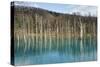 Blue Pond (Aoi Ike), Daisetsuzan National Park, UNESCO World Heritage Site, Hokkaido, Japan, Asia-Michael Runkel-Stretched Canvas