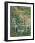 Blue Poppies-Susan Ryder-Framed Giclee Print