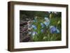 Blue Poppy (Meconopsis Betonicifolia)-Dong Lei-Framed Photographic Print