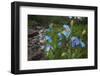 Blue Poppy (Meconopsis Betonicifolia)-Dong Lei-Framed Photographic Print