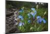 Blue Poppy (Meconopsis Betonicifolia)-Dong Lei-Mounted Photographic Print