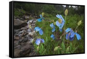 Blue Poppy (Meconopsis Betonicifolia)-Dong Lei-Framed Stretched Canvas