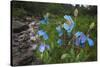Blue Poppy (Meconopsis Betonicifolia)-Dong Lei-Stretched Canvas