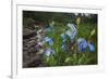 Blue Poppy (Meconopsis Betonicifolia)-Dong Lei-Framed Photographic Print