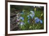 Blue Poppy (Meconopsis Betonicifolia)-Dong Lei-Framed Photographic Print