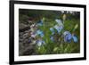 Blue Poppy (Meconopsis Betonicifolia)-Dong Lei-Framed Photographic Print