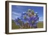 Blue poppy, Sanjiangyuan National Nature Reserve, Qinghai Province, China.-Dong Lei-Framed Photographic Print