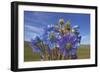 Blue poppy, Sanjiangyuan National Nature Reserve, Qinghai Province, China.-Dong Lei-Framed Photographic Print