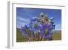 Blue poppy, Sanjiangyuan National Nature Reserve, Qinghai Province, China.-Dong Lei-Framed Photographic Print