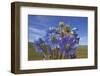 Blue poppy, Sanjiangyuan National Nature Reserve, Qinghai Province, China.-Dong Lei-Framed Photographic Print