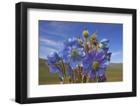 Blue poppy, Sanjiangyuan National Nature Reserve, Qinghai Province, China.-Dong Lei-Framed Photographic Print