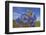 Blue poppy, Sanjiangyuan National Nature Reserve, Qinghai Province, China.-Dong Lei-Framed Photographic Print