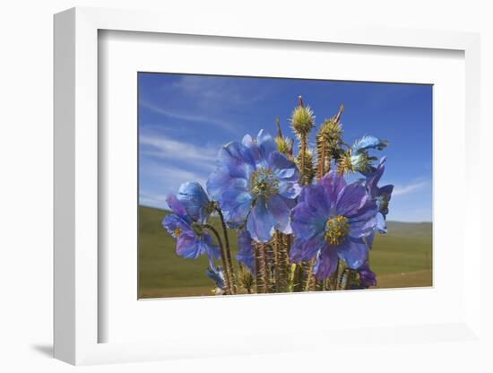 Blue poppy, Sanjiangyuan National Nature Reserve, Qinghai Province, China.-Dong Lei-Framed Photographic Print