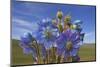 Blue poppy, Sanjiangyuan National Nature Reserve, Qinghai Province, China.-Dong Lei-Mounted Photographic Print