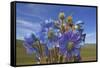Blue poppy, Sanjiangyuan National Nature Reserve, Qinghai Province, China.-Dong Lei-Framed Stretched Canvas