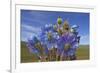 Blue poppy, Sanjiangyuan National Nature Reserve, Qinghai Province, China.-Dong Lei-Framed Photographic Print