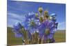 Blue poppy, Sanjiangyuan National Nature Reserve, Qinghai Province, China.-Dong Lei-Mounted Photographic Print
