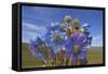 Blue poppy, Sanjiangyuan National Nature Reserve, Qinghai Province, China.-Dong Lei-Framed Stretched Canvas