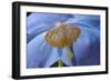 Blue Poppy-Cora Niele-Framed Photographic Print