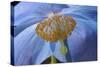 Blue Poppy-Cora Niele-Stretched Canvas