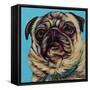 Blue Pug-Carolee Vitaletti-Framed Stretched Canvas