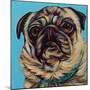 Blue Pug-Carolee Vitaletti-Mounted Art Print