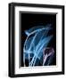 Blue Purple Calla-Albert Koetsier-Framed Art Print