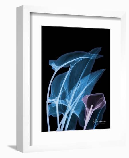 Blue Purple Calla-Albert Koetsier-Framed Art Print