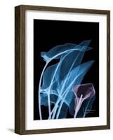 Blue Purple Calla-Albert Koetsier-Framed Art Print
