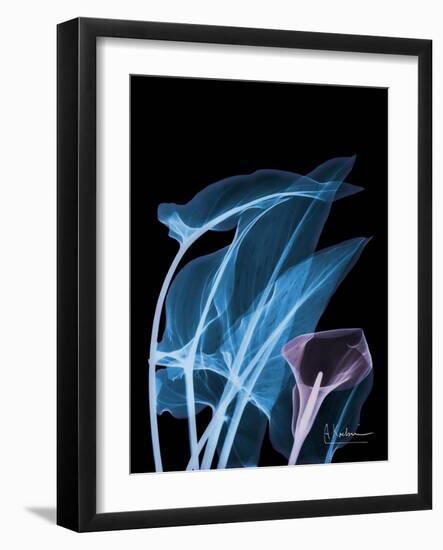 Blue Purple Calla-Albert Koetsier-Framed Art Print