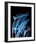 Blue Purple Calla-Albert Koetsier-Framed Art Print