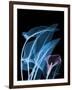 Blue Purple Calla-Albert Koetsier-Framed Art Print