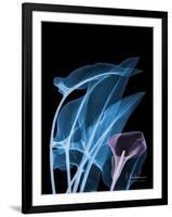 Blue Purple Calla-Albert Koetsier-Framed Art Print