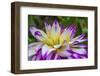 Blue purple white Dinnerplate AA dahlia blooming. Dahlia named Ferncliff Illusion-William Perry-Framed Photographic Print