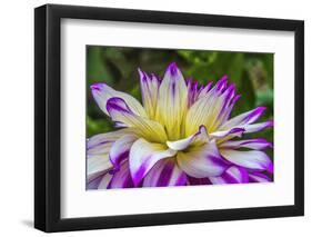 Blue purple white Dinnerplate AA dahlia blooming. Dahlia named Ferncliff Illusion-William Perry-Framed Photographic Print