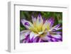 Blue purple white Dinnerplate AA dahlia blooming. Dahlia named Ferncliff Illusion-William Perry-Framed Photographic Print