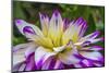 Blue purple white Dinnerplate AA dahlia blooming. Dahlia named Ferncliff Illusion-William Perry-Mounted Photographic Print