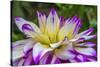 Blue purple white Dinnerplate AA dahlia blooming. Dahlia named Ferncliff Illusion-William Perry-Stretched Canvas