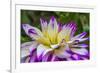 Blue purple white Dinnerplate AA dahlia blooming. Dahlia named Ferncliff Illusion-William Perry-Framed Photographic Print