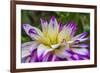 Blue purple white Dinnerplate AA dahlia blooming. Dahlia named Ferncliff Illusion-William Perry-Framed Photographic Print