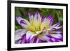 Blue purple white Dinnerplate AA dahlia blooming. Dahlia named Ferncliff Illusion-William Perry-Framed Photographic Print