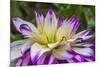 Blue purple white Dinnerplate AA dahlia blooming. Dahlia named Ferncliff Illusion-William Perry-Mounted Photographic Print