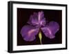 Blue Rainbow Iris-Harold Feinstein-Framed Art Print